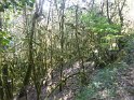 2018-09-18 10-14-19 Rando Combas FGn